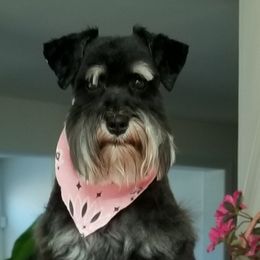 Miniature Schnauzers from Dogs and Cats Castle Mini Schnauzers