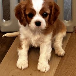 Cavalier King Charles Spaniel and Cavapoo Puppies from PJE Cavs and Poos