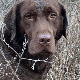Labrador Retrievers from Triple J Retrievers