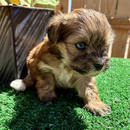 Athena - Wheaten female Miniature Schnauzer puppy in Menifee, California from Moonshine’s Minis