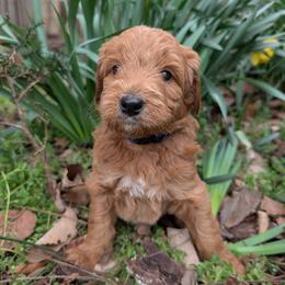 Blue - Red  male Goldendoodle puppy in Midland, North Carolina from Alger Farm, LLC
