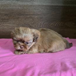 Female 2 - Chocolate and tan female Shih Tzu puppy in Meadows Of Dan, Virginia from Walt’s Shih Tzus