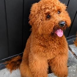 Denver - Red  male Poodle puppy in Hollywood, Florida from Royal Goldendoodle