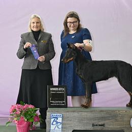 Beauceron Puppies from SilverStruck Kennels