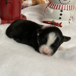 Dixie - Black tri female Miniature Australian Shepherd puppy in Signal Mountain, Tennessee from D & D Miniature and Toy Australian Sheppards
