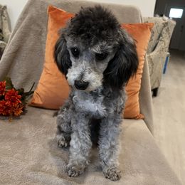 Poodle All Grown Up from Loves Toy Poodles