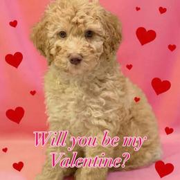 Charming - Red male Bernedoodle puppy in Monument, Colorado from Colorado Dreamin Doodles