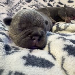 Boy 1 - Blue male French Bulldog puppy in Gerber, California from In The Zone Dog Training and Breeding