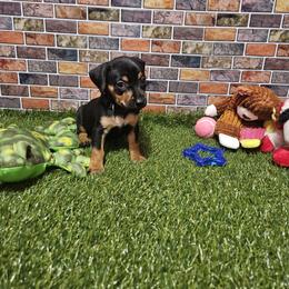 Lily - Black and tan female Miniature Pinscher puppy in Baton Rouge, Louisiana from Pike's Pups