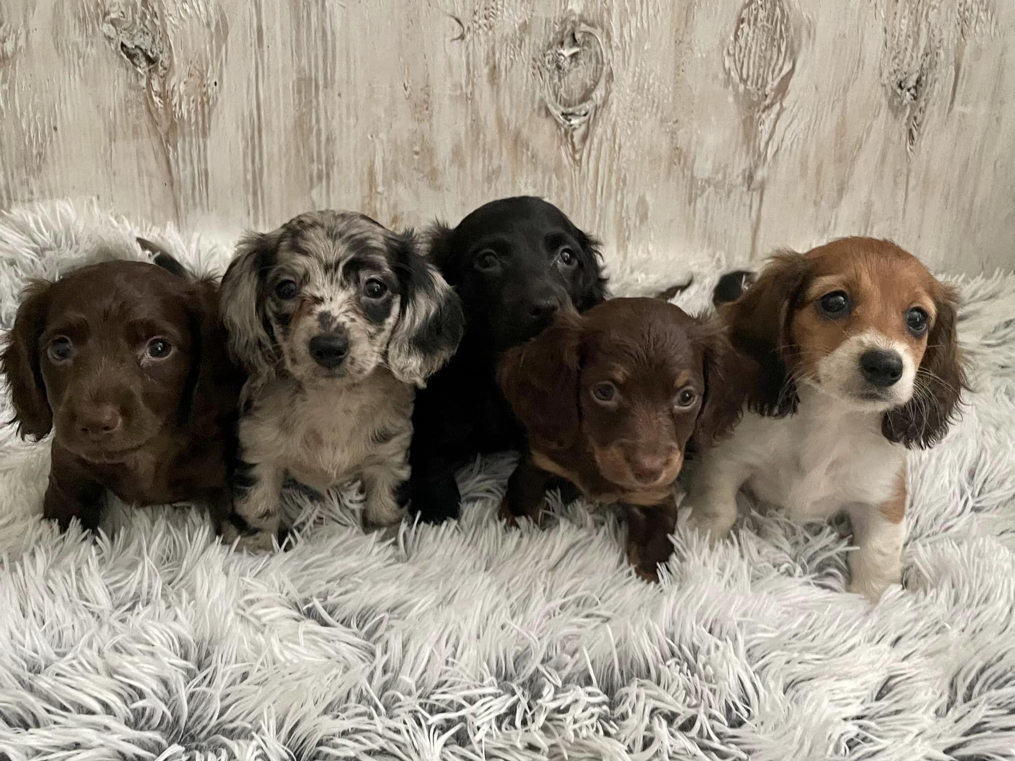 KDT Dachshunds in Ohio Dachshund puppies Good Dog