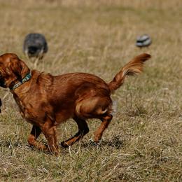 Golden Retriever and Labrador Retriever All Grown Up from James River Labrador Retrievers and Golden Retrievers