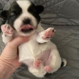 Boba - Silver and white male Shih Tzu puppy in Double Springs, Alabama from Little Friends Kennel and southern Shih Tzus