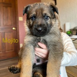 German Shepherd Puppies from Hohen Klippe German Shepherds