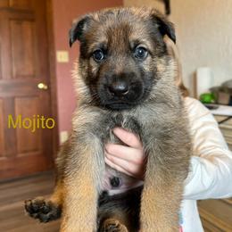 German Shepherd Puppies from Hohen Klippe German Shepherds