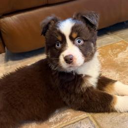 Female 1 - Red tri female Miniature Australian Shepherd puppy in Turner, Maine from Bear Pond Aussies / Leonbergers of Maine