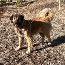 Babka - Colorado Mountain Dog