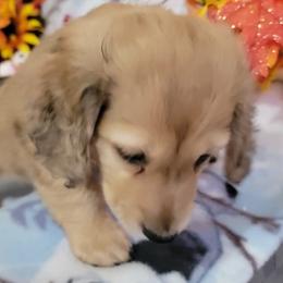 Dachshund Puppies from CLARK'S BREEDING PROGRAM
