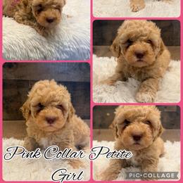 Pink Collar - Apricot female Goldendoodle puppy in San Augustine, Texas from Vintage Doodles