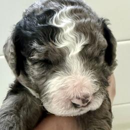 Bernedoodle, Bernese Mountain Dog, Cavalier King Charles Spaniel, Cavapoo, and Poodle Puppies from Ellas.Pups (Bernedoodles & Cavapoos)