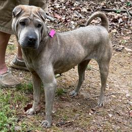 Wanda - Chinese Shar-Pei