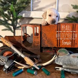 Labrador Retriever Puppies from EMCO Retrievers