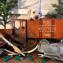 Labrador Retriever Puppies from EMCO Retrievers