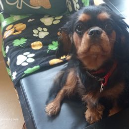 Lilly - Cavalier King Charles Spaniel