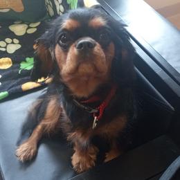 Lilly - Cavalier King Charles Spaniel