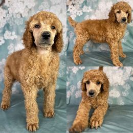 Cocoa Puffs - Poodle puppy in Swansboro, North Carolina from Monarch Standard Poodles
