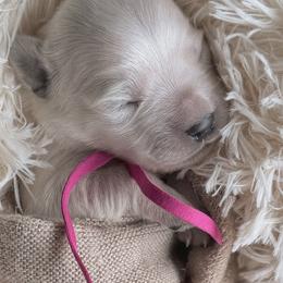 Honey - pink collar - Light golden female Golden Retriever puppy in Noblesville, Indiana from Ivory & Pine Goldens