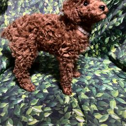 Poodle Puppies from Firebird Toy Poodles