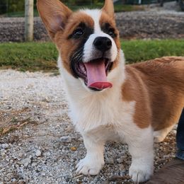 Hershey - Red male Pembroke Welsh Corgi puppy in Pine Village, Indiana from NL Horsemanship