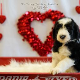 Sheepadoodle Puppies from The Farms Precious Doodles