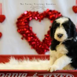 Sheepadoodle Puppies from The Farms Precious Doodles