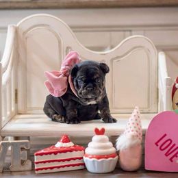 French Bulldog Puppies from Mt Olympus Kennel Club USA