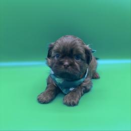 Cedar - Chocolate male Shih Tzu puppy in Avondale, Arizona from Riley Family Shih Tzus