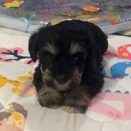 Jess - Salt and pepper female Miniature Schnauzer puppy in Carriere, Mississippi from Sassy Schnauzers