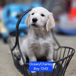 Ocean boy one - Light golden male Golden Retriever puppy in Niles, Michigan from Christiana Creek Goldens