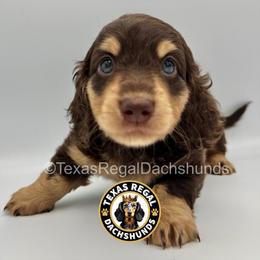 Hershey - Chocolate and cream male Dachshund puppy in Houston, Texas from Texas Regal Dachshunds LLC