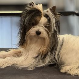 Chaucer - Black tan and white male Biewer Terrier puppy in Oscoda, Michigan from Sweet Bella Babies