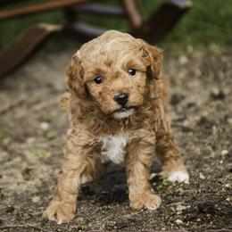 Pedro - Apricot male Poodle puppy in Nappanee, Indiana from Perfect Match Poodles