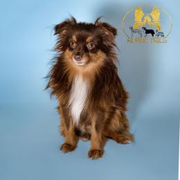 Mieko - Toy Australian Shepherd