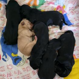 Christmas puppy - Sold - Black Male - Black male Scottish Terrier puppy in Eva, Alabama from Schulte's  Scottish Terriers
