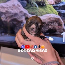 Bora - Red male Shiba Inu puppy in Minnesota from BonsaiShibas