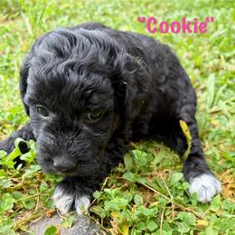 Cookie - Black female Goldendoodle puppy in Captain Cook, Hawaii from Big Island Goldendoodles