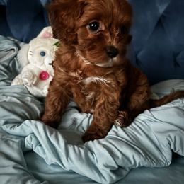 Cavalier King Charles Spaniel and Cavapoo Puppies from Cavapoo Puppy Parade