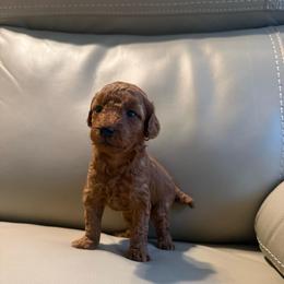 Ruby - Red  female Poodle puppy in Auburn, Georgia from Southern Poodles
