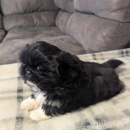 Black  jack - Black male Pekingese puppy in Kingman, Arizona from Faith Harvey
