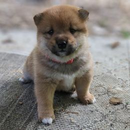 Shiba Inu Puppies from Takikawa Shiba Inus