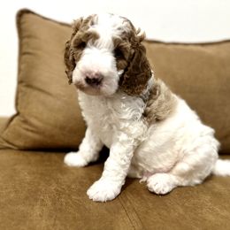Goldendoodle Puppies from Reign Doodles of AZ